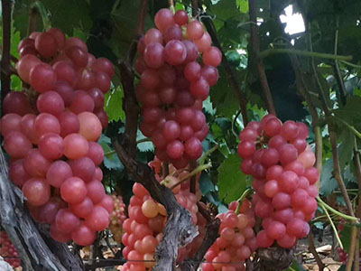 葡萄如何施肥效果好-风光农业