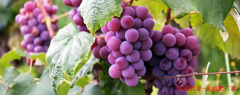 葡萄需要什么肥料-风光农业水溶肥