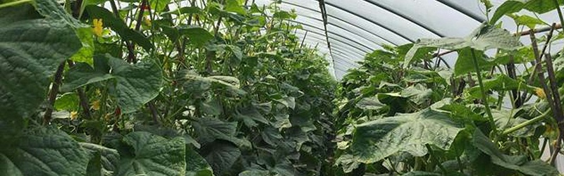 黄瓜如何施肥才能高产-风光农业