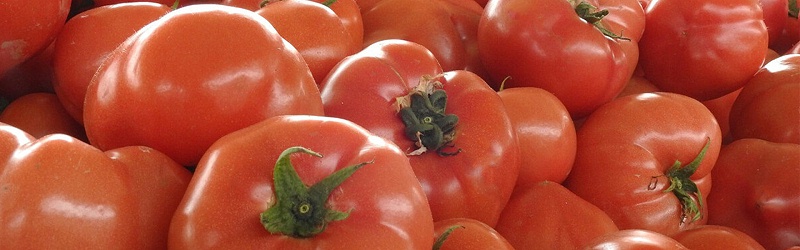 西红柿该如何施肥好,风光农业水溶肥