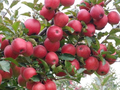 苹果树施什么肥好,风光农业水溶肥