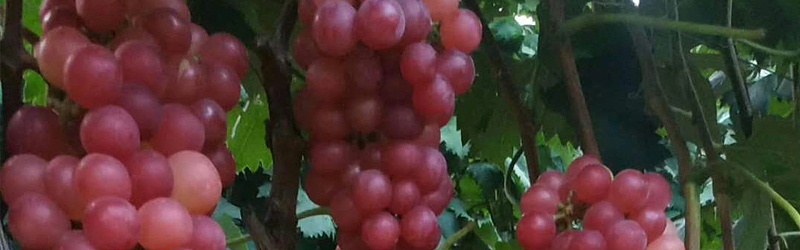 葡萄如何施肥效果好-风光农业