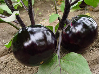 茄子需要施什么肥料-风光农业