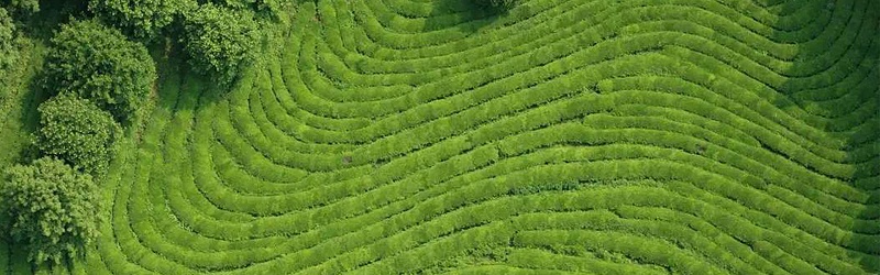 茶树如何施肥-风光农业水溶肥