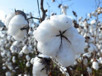 棉花想要高产该如何施肥,风光农业水溶肥