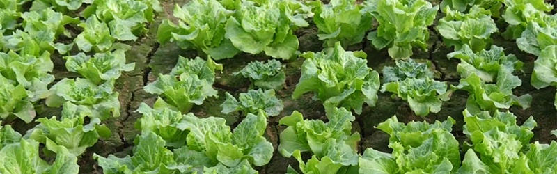 生菜高产如何施肥,风光农业水溶肥