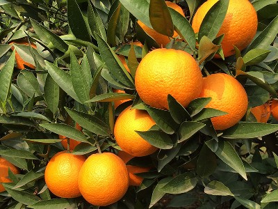 柑橘各个季节施什么肥好-风光农业