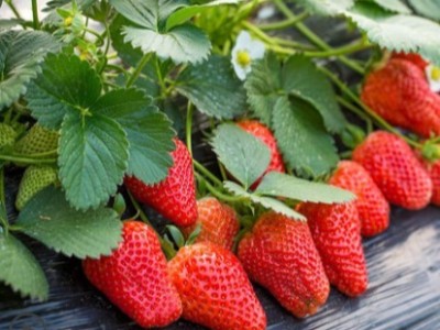 种草莓该施什么水溶肥,风光农业水溶肥