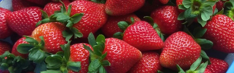 草莓该施什么水溶肥,风光农业水溶肥