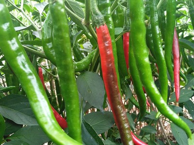 辣椒的施肥技术与需肥规律,风光农业水溶肥