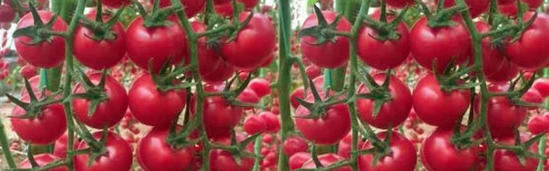 番茄如何施肥效果好,风光农业水溶肥