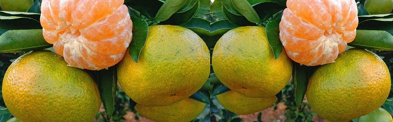 柑橘如何施肥,风光农业水溶肥