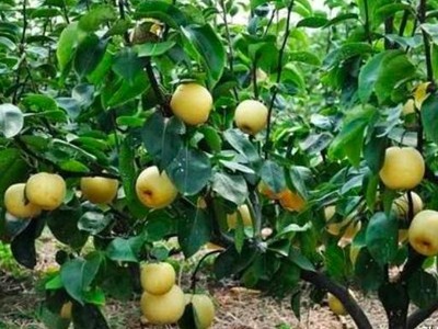 梨树施什么肥产量高-风光农业