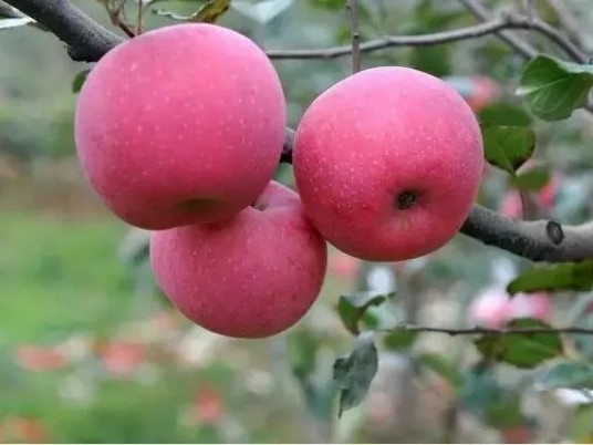 苹果树如何管理能预防褐斑病-风光农业水溶肥