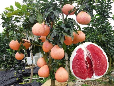 柚子树施哪种水溶肥增甜,风光农业水溶肥