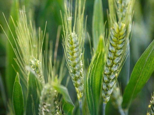 冬小麦高产施什么肥好-风光农业水溶肥