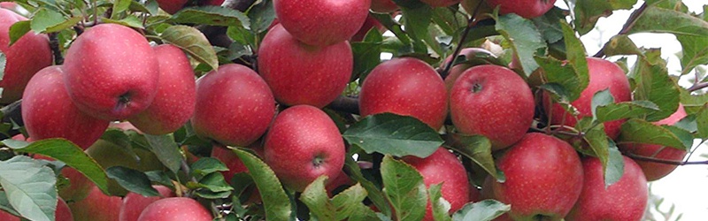 苹果如何施肥长的好,风光农业水溶肥