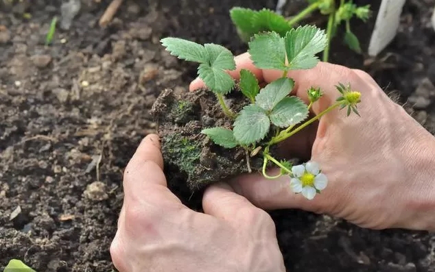 怎样提高草莓移栽成活率-风光农业