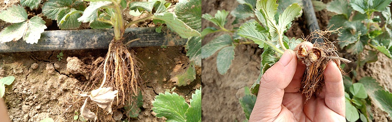 草莓死棵是什么原因,风光农业水溶肥