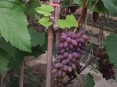 葡萄生长期用什么肥产量高-风光农业