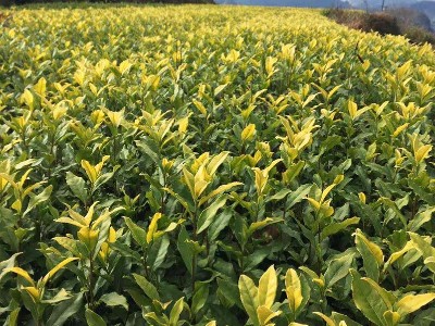 茶树施什么肥好,风光农业水溶肥