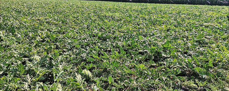 怎样施肥让西瓜又大又甜-风光农业水溶肥