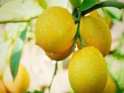 柠檬施肥的四大要点要知道-风光农业水溶肥