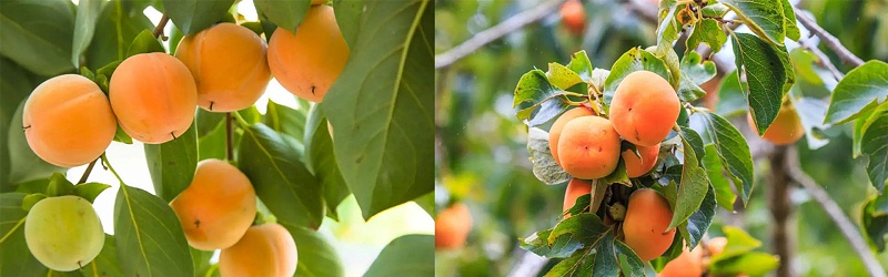 柿子树施肥方法-风光农业水溶肥
