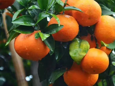 柑橘施什么肥更甜,风光农业水溶肥