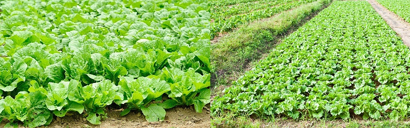 大白菜施肥方法,风光农业水溶肥