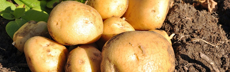 土豆种植该如何施肥,风光农业水溶肥