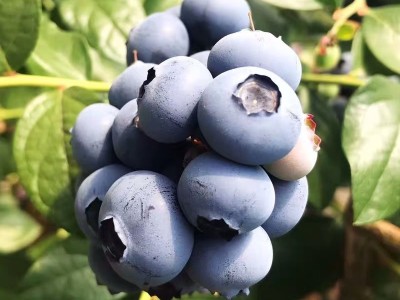 蓝莓施什么肥料合适,风光农业水溶肥