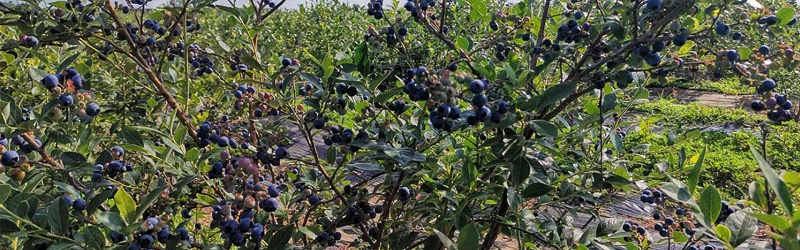 蓝莓施什么肥料合适,风光农业水溶肥