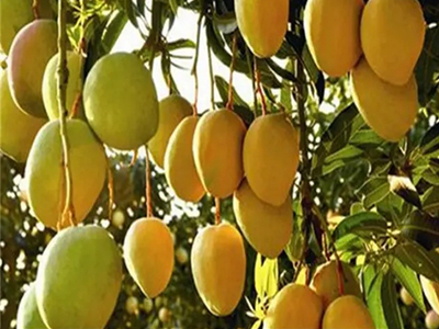 芒果用什么肥料好-风光农业