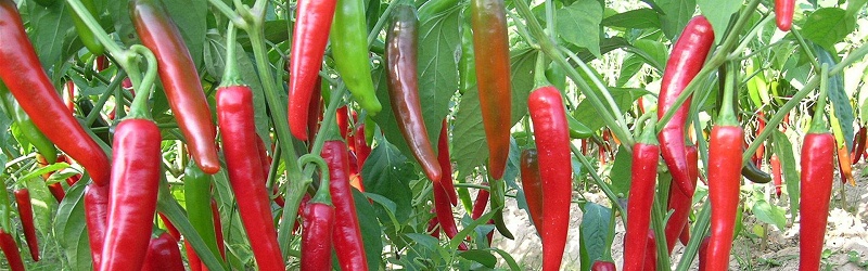 种辣椒施什么肥产量高-风光农业