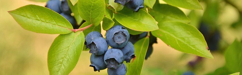 蓝莓施什么肥料好,风光农业水溶肥