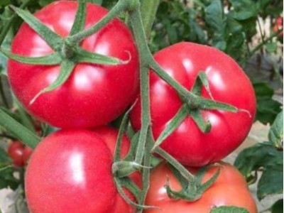西红柿施什么肥会高产,风光农业水溶肥