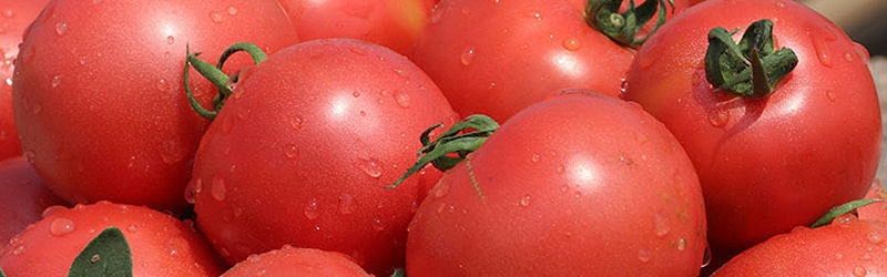 西红柿该如何施肥,风光农业水溶肥