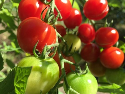 种番茄施什么肥料好-风光农业水溶肥