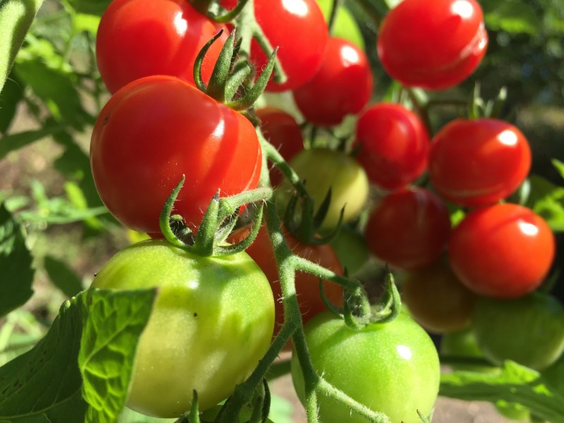 番茄使用风光农业水溶肥效果-风光农业