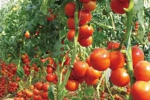 种番茄用什么肥料高产-风光农业