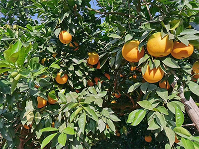 橙子怎么施肥产量高-风光农业水溶肥