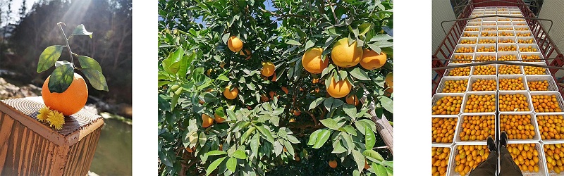 橙子怎么施肥产量高-风光农业水溶肥