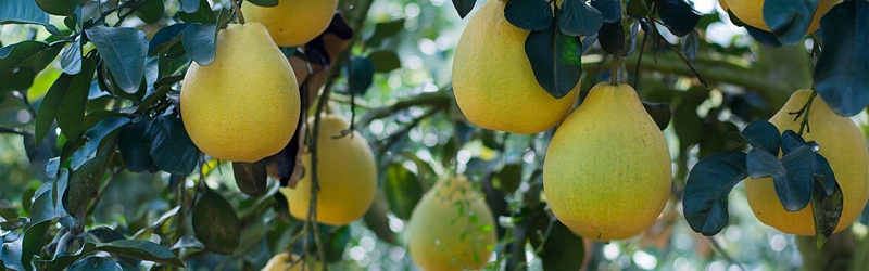 种植柚子怎么施肥-风光农业水溶肥