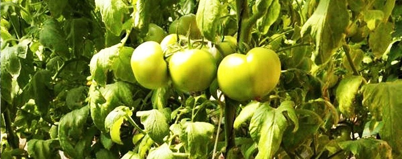 番茄施什么肥产量高-风光农业