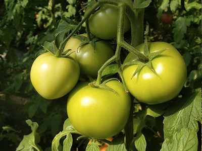 西红柿挂果期追什么肥好-风光农业