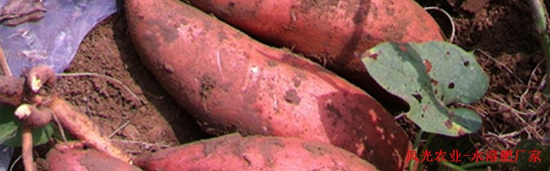 红薯施什么肥产量高-风光农业