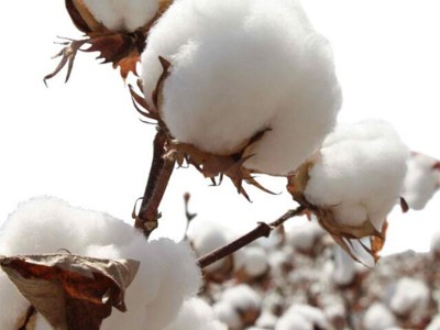 棉花怎么施肥才能高产,风光农业水溶肥