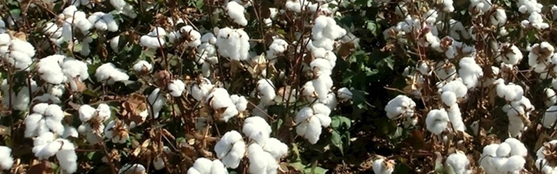 棉花施什么肥料好,风光农业水溶肥