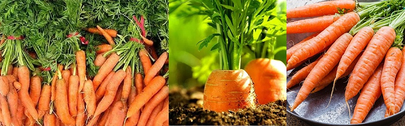 胡萝卜怎样施肥产量高-风光农业水溶肥